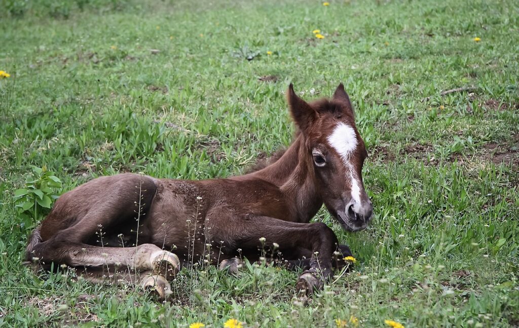 animal, equine, foal-3281017.jpg