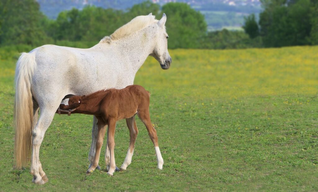 foal, brown, beautiful wallpaper-5183837.jpg